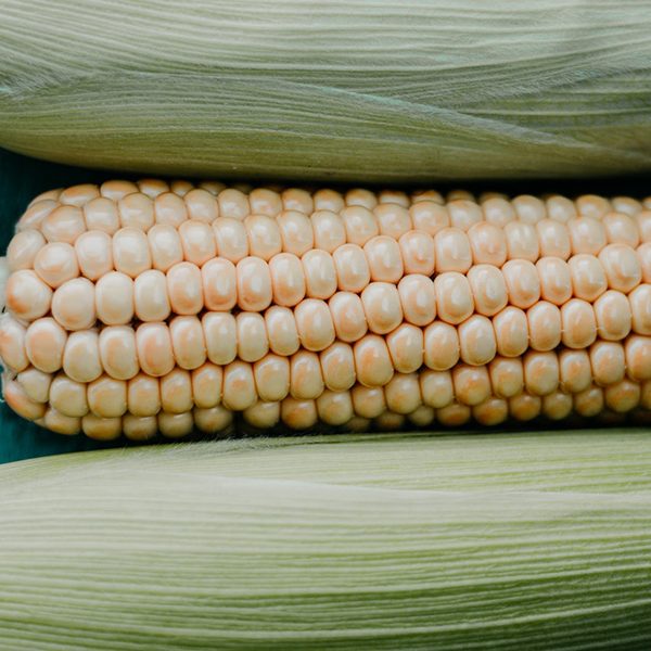 close-up-of-corn-1353493